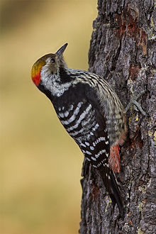 General knowledge about Brown-fronted woodpecker