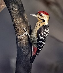General knowledge about Fulvous-breasted woodpecker