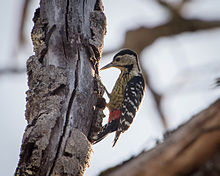 General knowledge about Stripe-breasted woodpecker