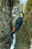 General knowledge about Darjeeling woodpecker