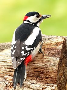 General knowledge about Great spotted woodpecker