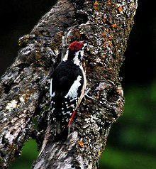 General knowledge about Himalayan woodpecker