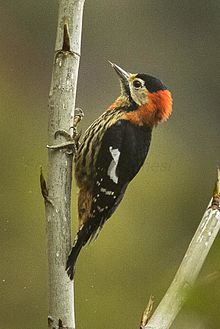 General knowledge about Crimson-breasted woodpecker
