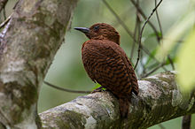 General knowledge about Rufous woodpecker