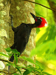 General knowledge about Andaman woodpecker
