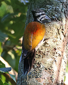 General knowledge about Himalayan flameback
