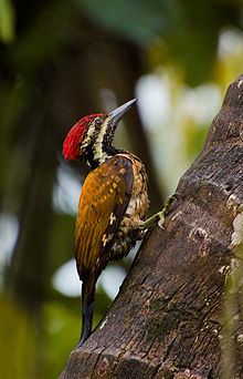 General knowledge about Black-rumped flameback