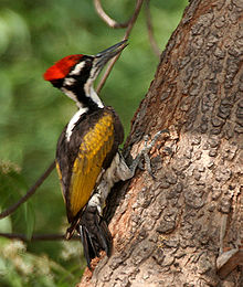 General knowledge about White-naped woodpecker