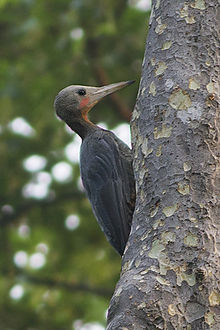 Great slaty woodpecker
