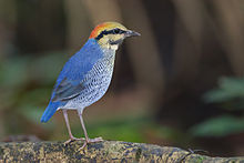 General knowledge about Blue pitta