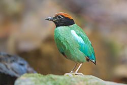 General knowledge about Hooded pitta