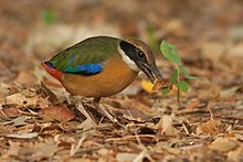 General knowledge about Mangrove pitta
