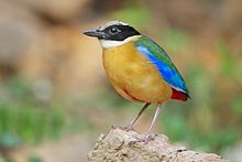 General knowledge about Blue-winged pitta