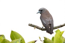 General knowledge about Ashy woodswallow