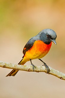 General knowledge about Small minivet