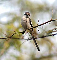 General knowledge about White-bellied minivet