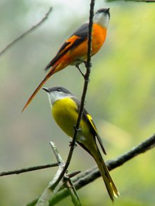 General knowledge about Grey-chinned minivet