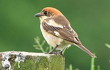 General knowledge about Woodchat shrike