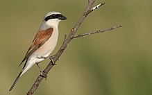 General knowledge about Red-backed shrike