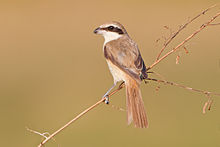 General knowledge about Brown shrike