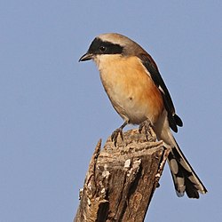 General knowledge about Bay-backed shrike