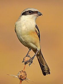 General knowledge about Long-tailed shrike