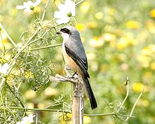 General knowledge about Grey-backed shrike