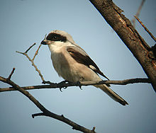 General knowledge about Lesser grey shrike