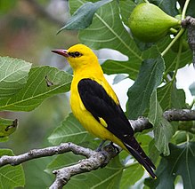 General knowledge about Eurasian golden oriole