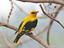 General knowledge about Indian golden oriole