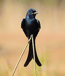General knowledge about Black drongo