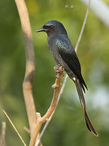 General knowledge about Ashy drongo