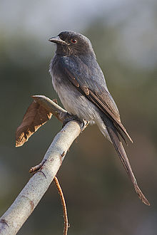 General knowledge about White-bellied drongo