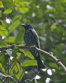 General knowledge about Crow-billed drongo