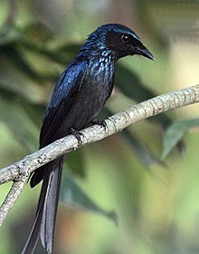 General knowledge about Bronzed drongo