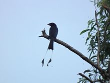 Lesser racket-tailed drongo