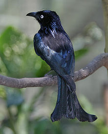 General knowledge about Hair-crested drongo