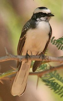 General knowledge about White-browed fantail