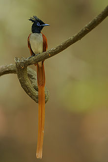 General knowledge about Indian paradise flycatcher