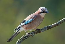 General knowledge about Eurasian jay