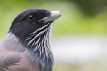 General knowledge about Black-headed jay