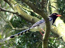General knowledge about Red-billed blue magpie