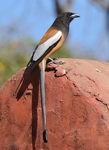 General knowledge about Rufous treepie