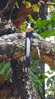 General knowledge about White-bellied treepie