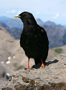 General knowledge about Alpine chough