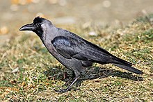 General knowledge about House crow