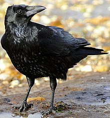 General knowledge about Carrion crow