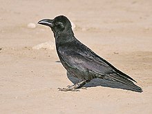 General knowledge about Indian jungle crow