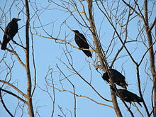 General knowledge about Eastern jungle crow