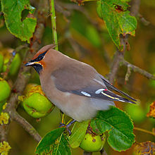 General knowledge about Bohemian waxwing